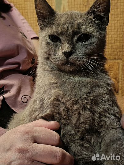 Котёнок в добрые ручки
