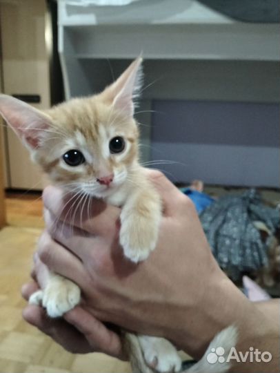 Котята бесплатно