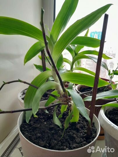 Растение золотой ус