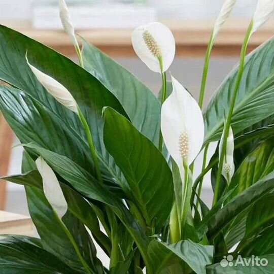Спатифиллум Женское счастье