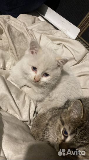 Котик в дар