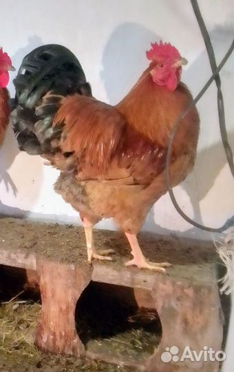 Петух молодой