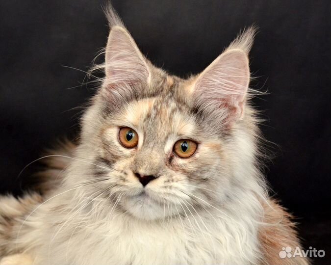 Мейн-кун кошечка