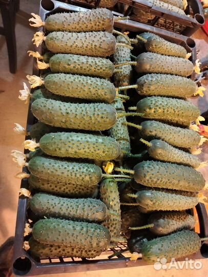 Огурцы свежие