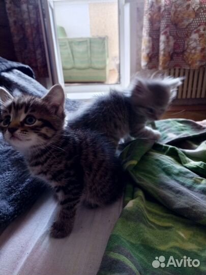 Домашние животные котята
