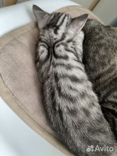 Шотландская девочка