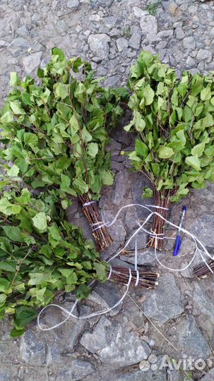 Веники березовые