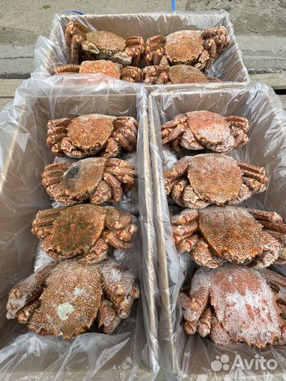 Оптом Краб Волосатик