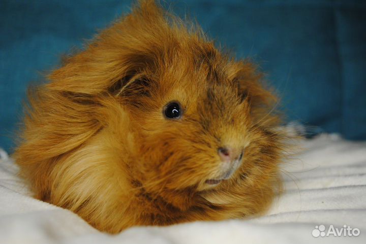 Морские свинки