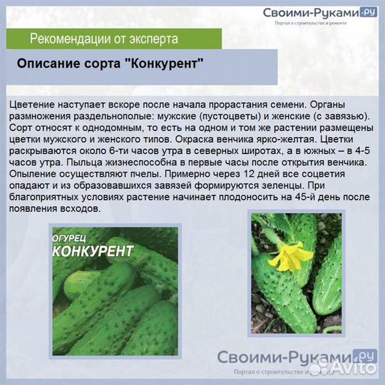 Семена огурцов