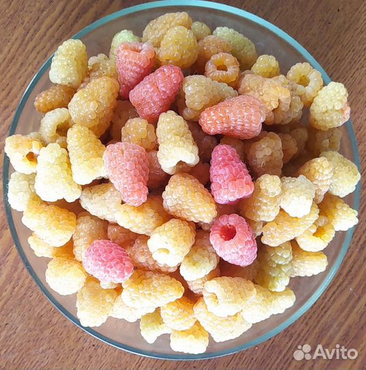 Малина разные сорта