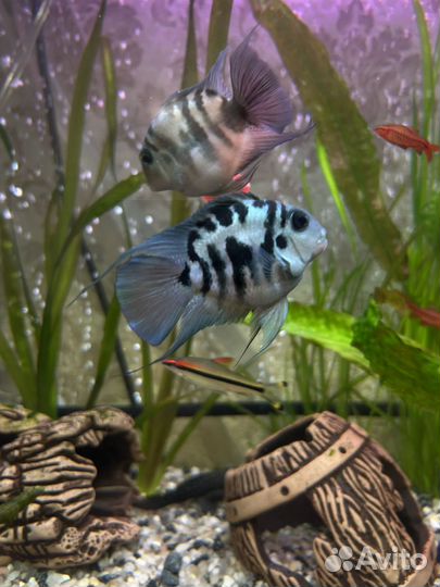 Рыбки Сапфировый попугай-пара