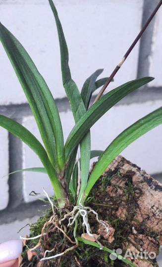 Орхидея Толумния Jairak Flyer Cules