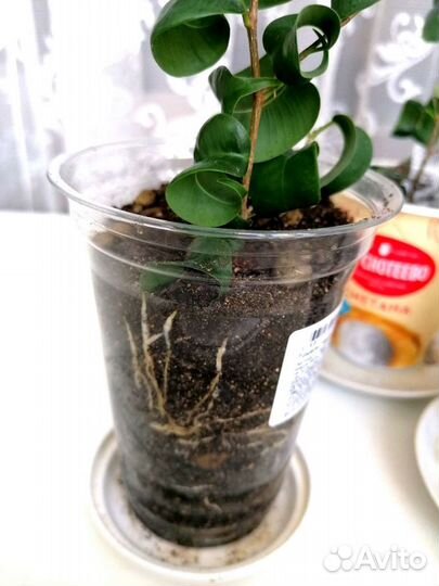 Фикус Барок (барокко)