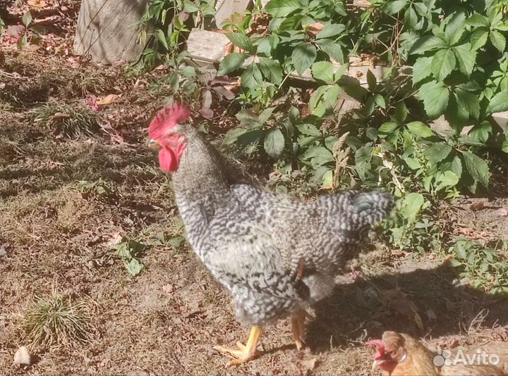 Петух молодой