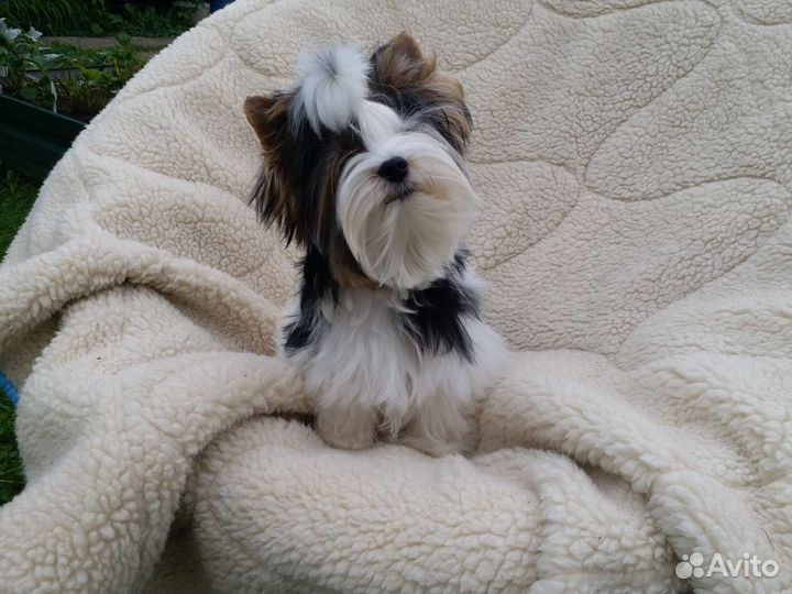 Бивер мини мальчик