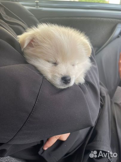 Мини Шпиц мальчик