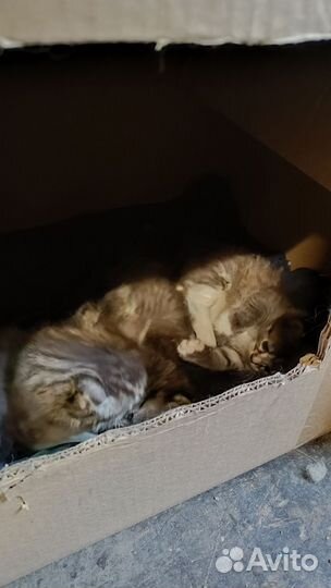 Котята в дар