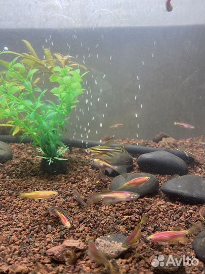 Рыбки Данио, Фильтр для аквариума