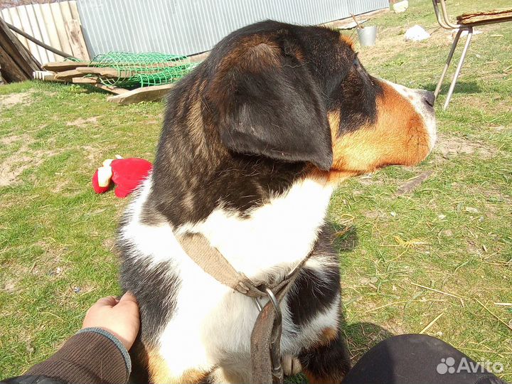 Щенок большой Швейцарский зенненхунд