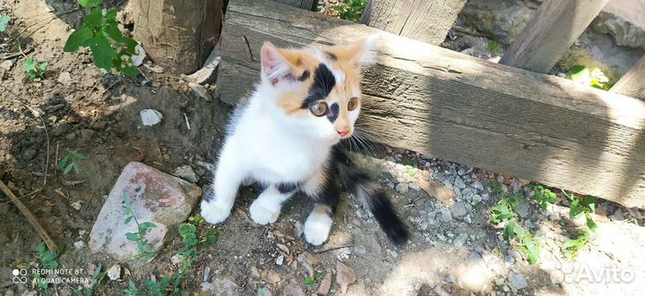 Кошки в добрые руки бесплатно