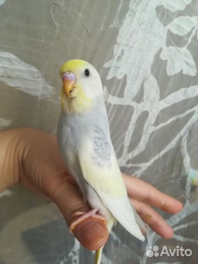 Ручные волнистые птенцы