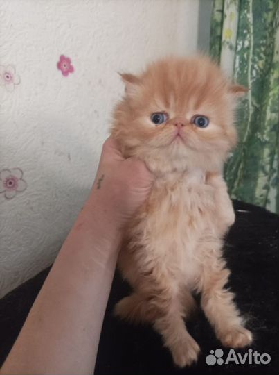 Персидские котята