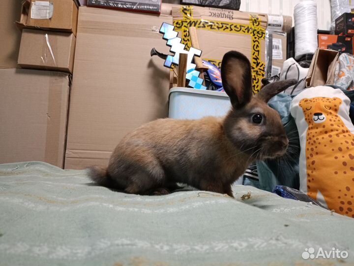 Кролик 4 месяца