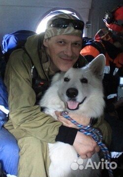 Дрессировка собак, гостиница для животных