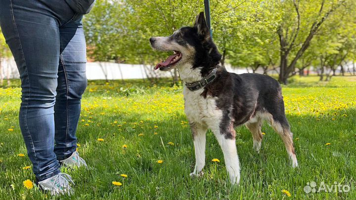 Галантный пёс-компаньон
