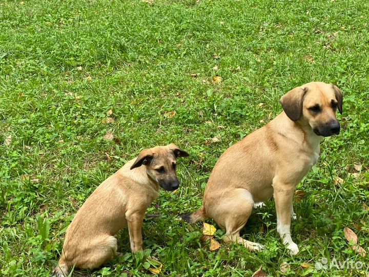 Найдена собака