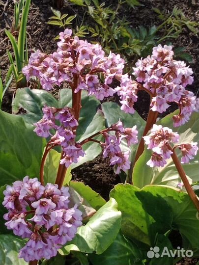 Многолетние цветы для сада, дачи, бадан, ирисы