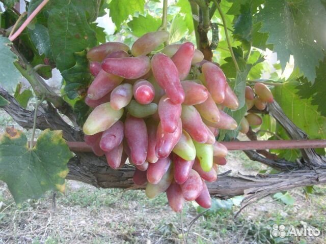 Саженцы столового винограда и ежевики