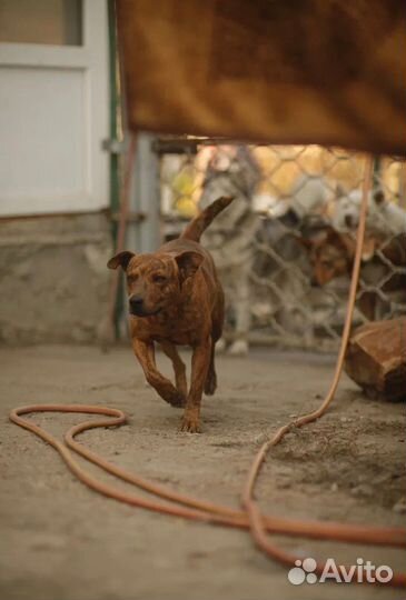 Ласковая тигрица для семьи