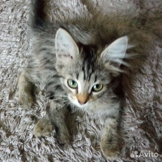 Коты