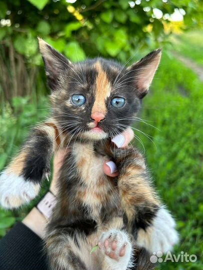 Котята 1.5 месяца