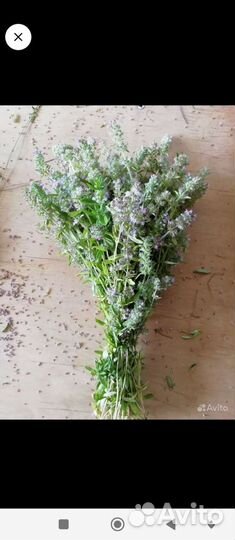 Чабрец сушеный