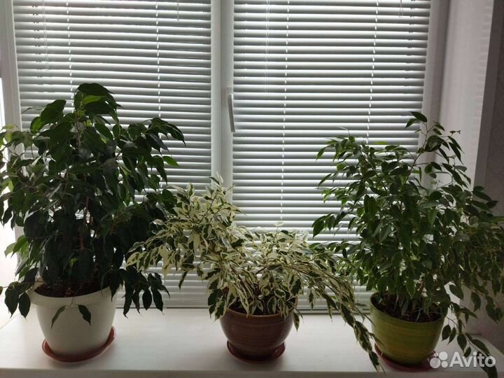 Бенджамина