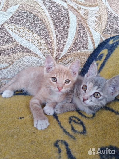 Отдам бесплатно