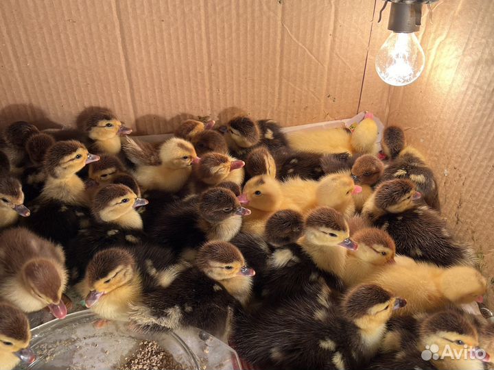 Утята мускусной утки (индоутка)