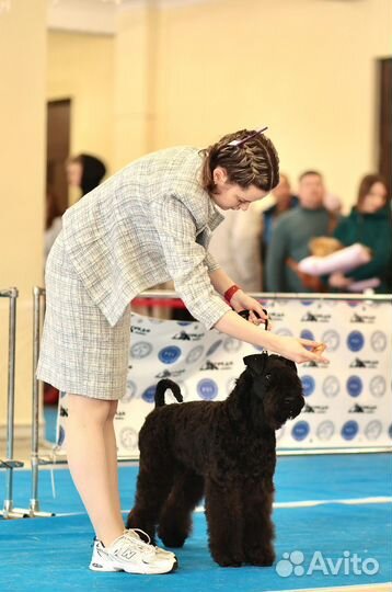 Услуги хендлера