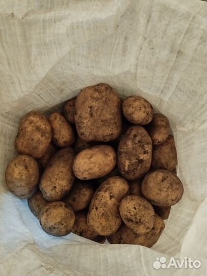Продам картофель оптом