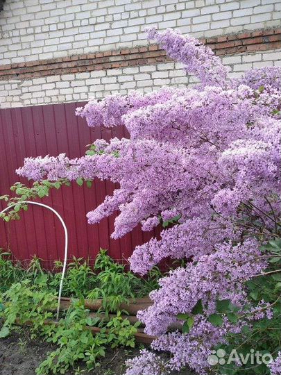 Саженцы сирени и Юкка