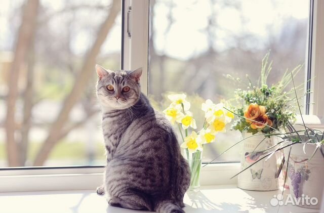 Сетки антикошка на окна