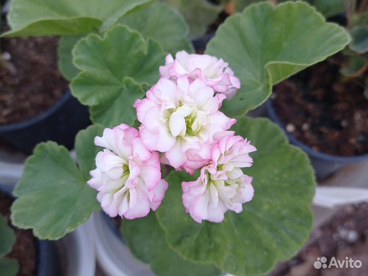 Пеларгония герань