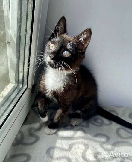 Симпатюля Луша в добрые руки