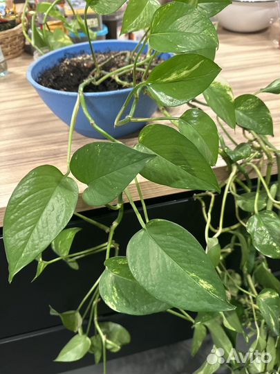 Дримиопсис, сциндапсус