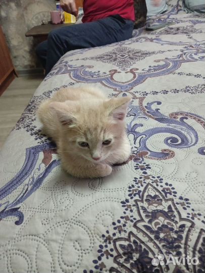 Кошки бесплатно