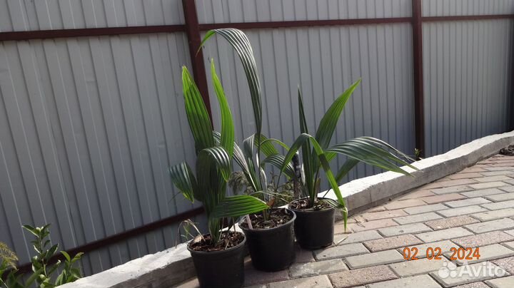 Пальма Сабаль