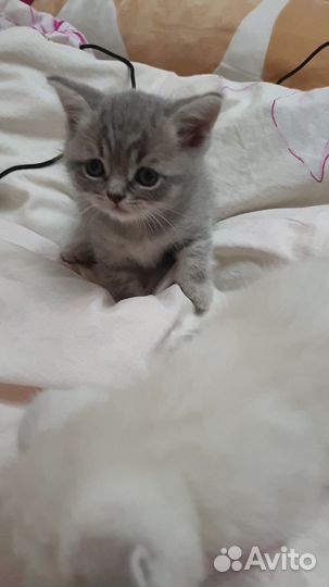 Шотландские страйты
